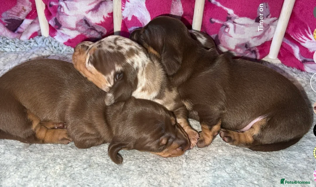 Miniature Dachshund dogs for sale: Stunning kc babies ready to leave ready for  **  in Portsmouth - Advert 3