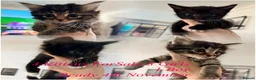 Maine Coon cats for sale: Maine coon x Bombay x Tabby - Advert 2