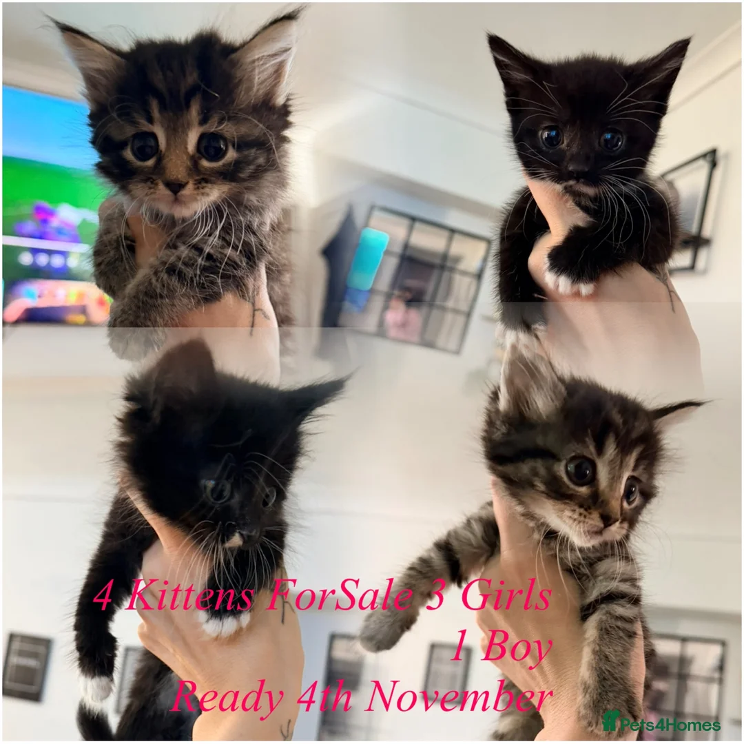 Maine Coon cats for sale: Maine coon x Bombay x Tabby - Advert 2