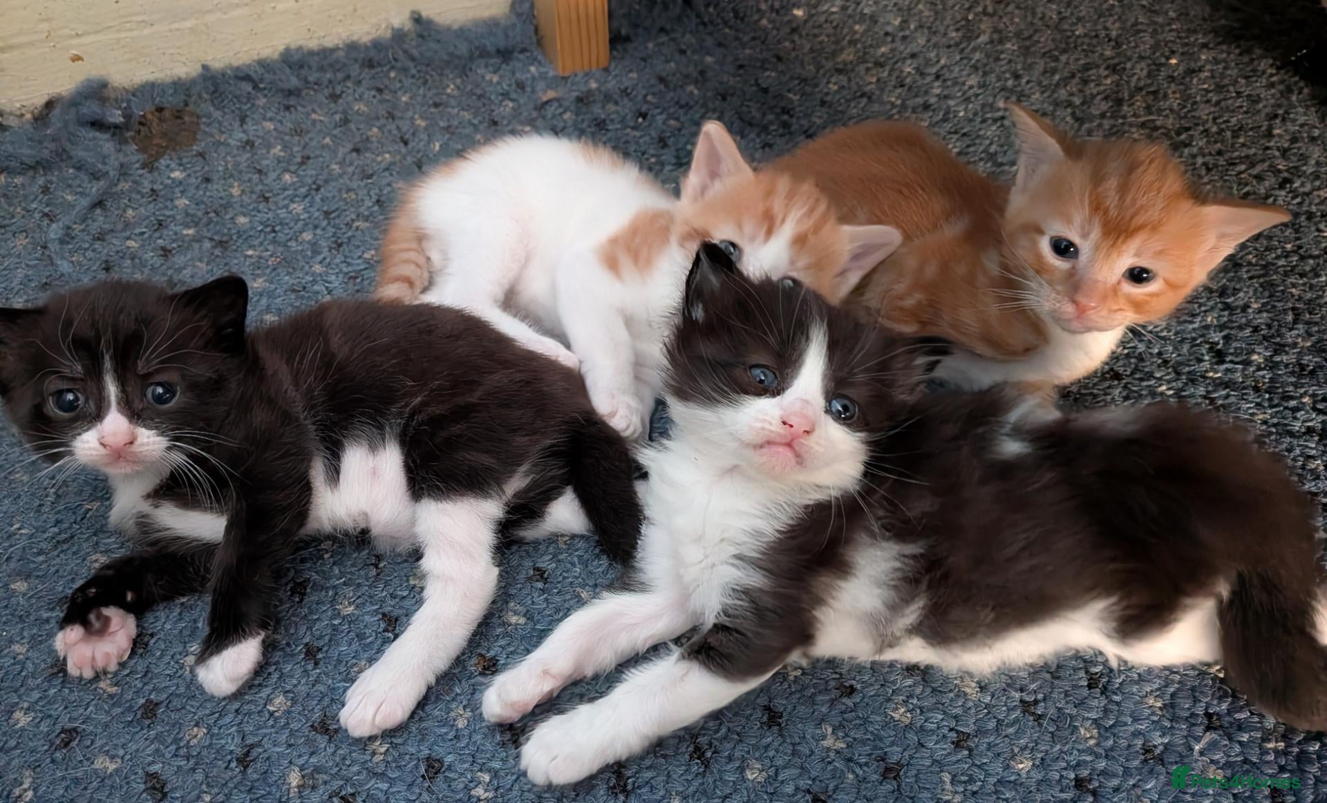 Mixed Breed cats Beautiful domestic x ragdoll kittens - Advert 1