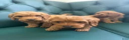 Cockapoo dogs for sale: 5⭐️ Licensed breeder. F1 cockapoo PRA Clear - Advert 7