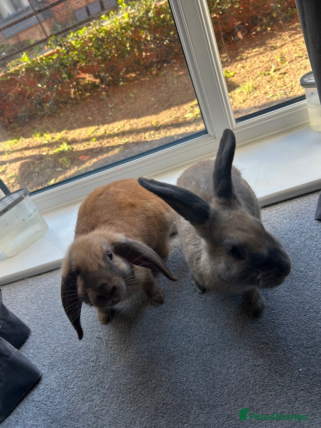 English Lop rabbits for sale: Free due to moving out, need rehome asap!  - Advert 3