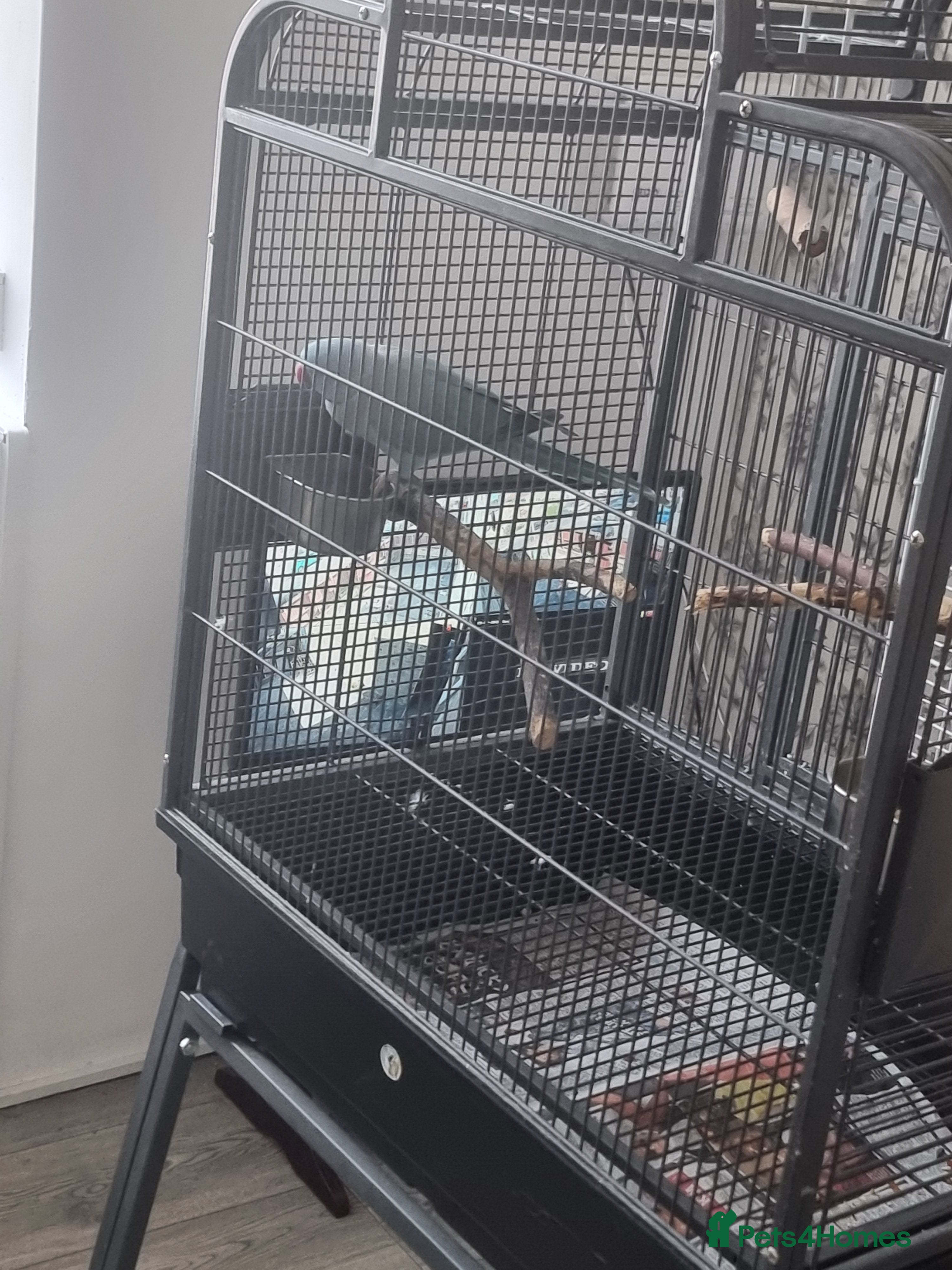 Ringnecks birds Beautiful blue ringneck tame talking parrot  - Advert 1