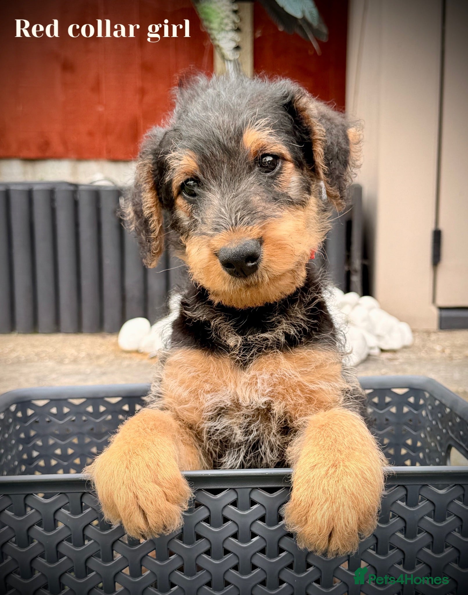 Airedale Terrier dogs ADORABLE AIREDALE PUPS FROM 5 ⭐️ LICENSED BREEDER - Advert 2
