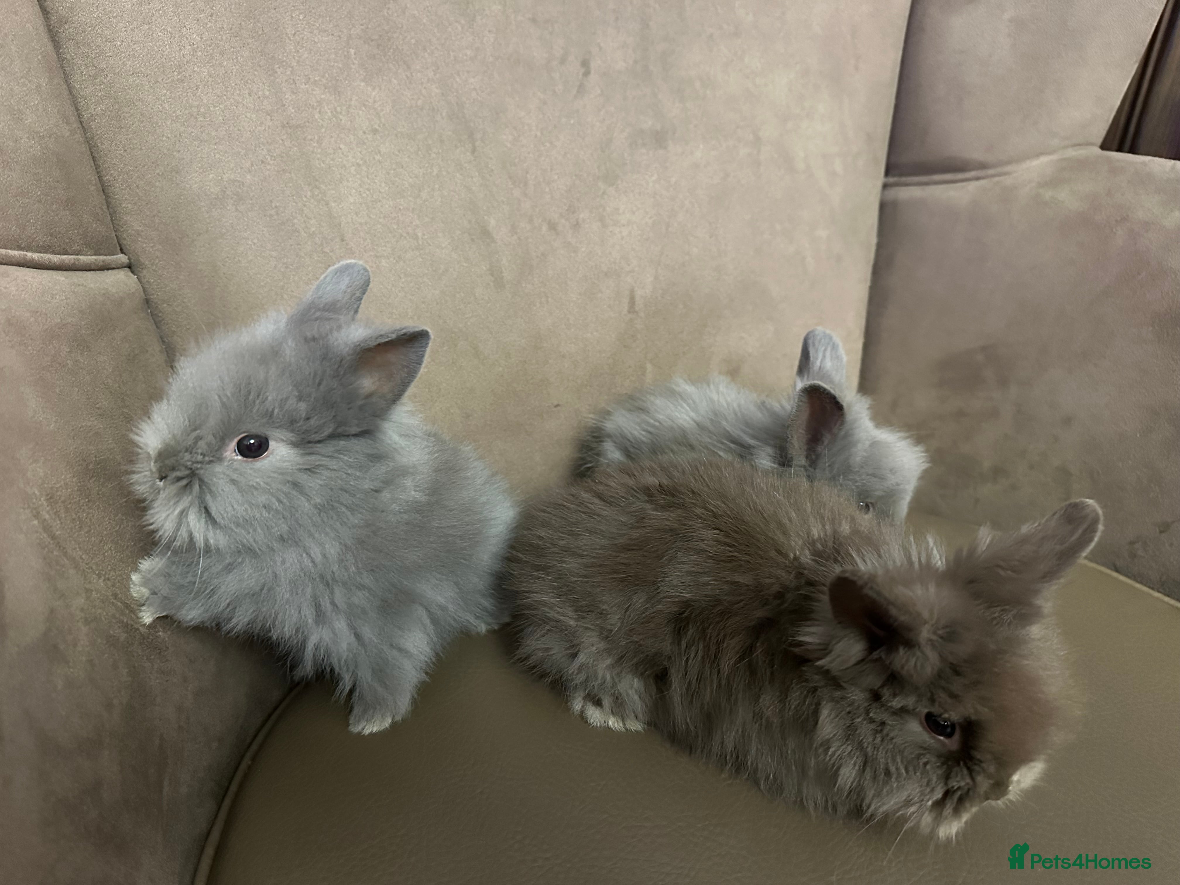 Lionhead rabbits Lionhead Rabbits MALE - Advert 1