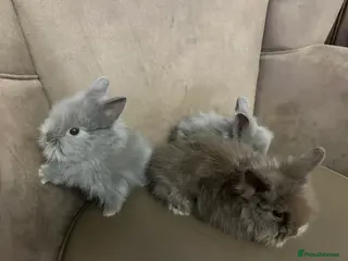 Lionhead rabbits Lionhead Rabbits MALE - Advert 1