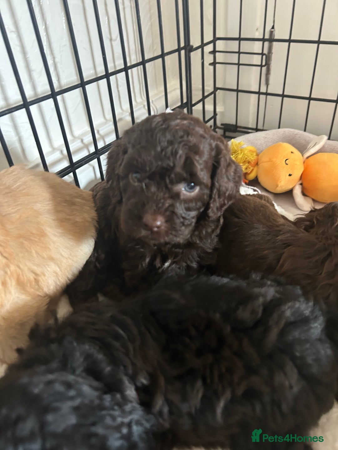 Cockapoo dogs for sale:  Cockapoo puppies  - Image 29