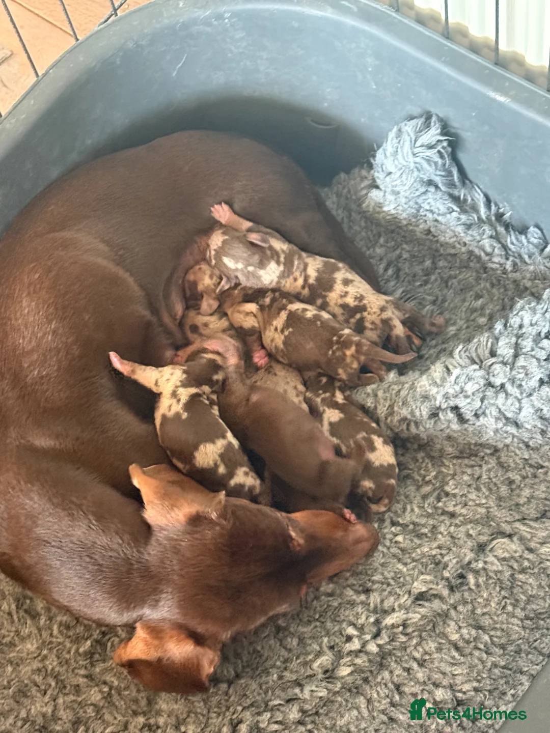 Miniature Dachshund dogs for sale: Gorgeous miniature dachshund puppies - Advert 3