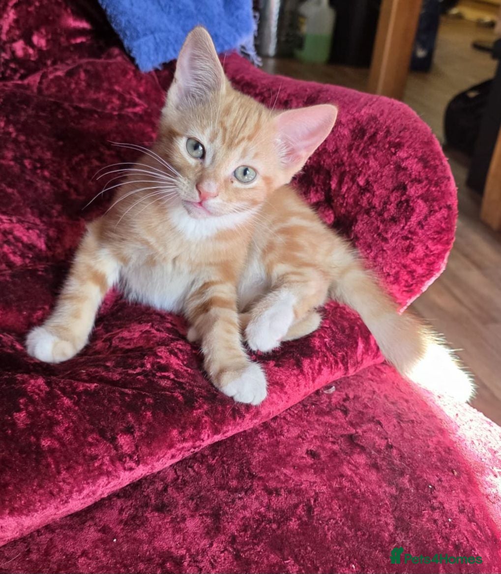 Mixed Breed cats Beautiful litter of kittens - Advert 13