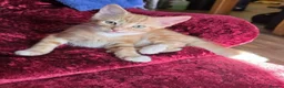 Mixed Breed cats for sale: Beautiful litter of kittens in Bournemouth - Advert 15