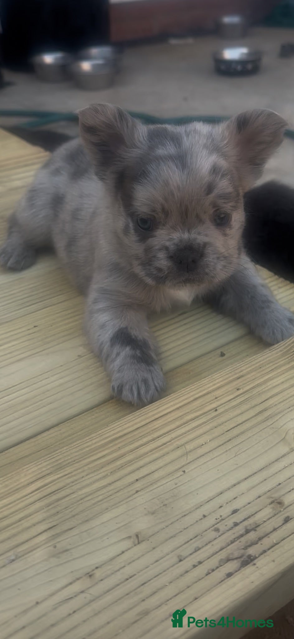 French Bulldog dogs Dwkc registered fluffy frenchie 🫶🏽 - Advert 1