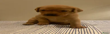 Labrador Retriever 2