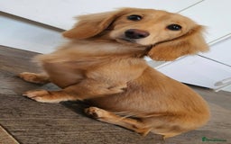 Miniature Dachshund dogs for stud: Beautiful KC Mini Long.H Full Eng. Cream Stud 🤍🐾 - Image 34