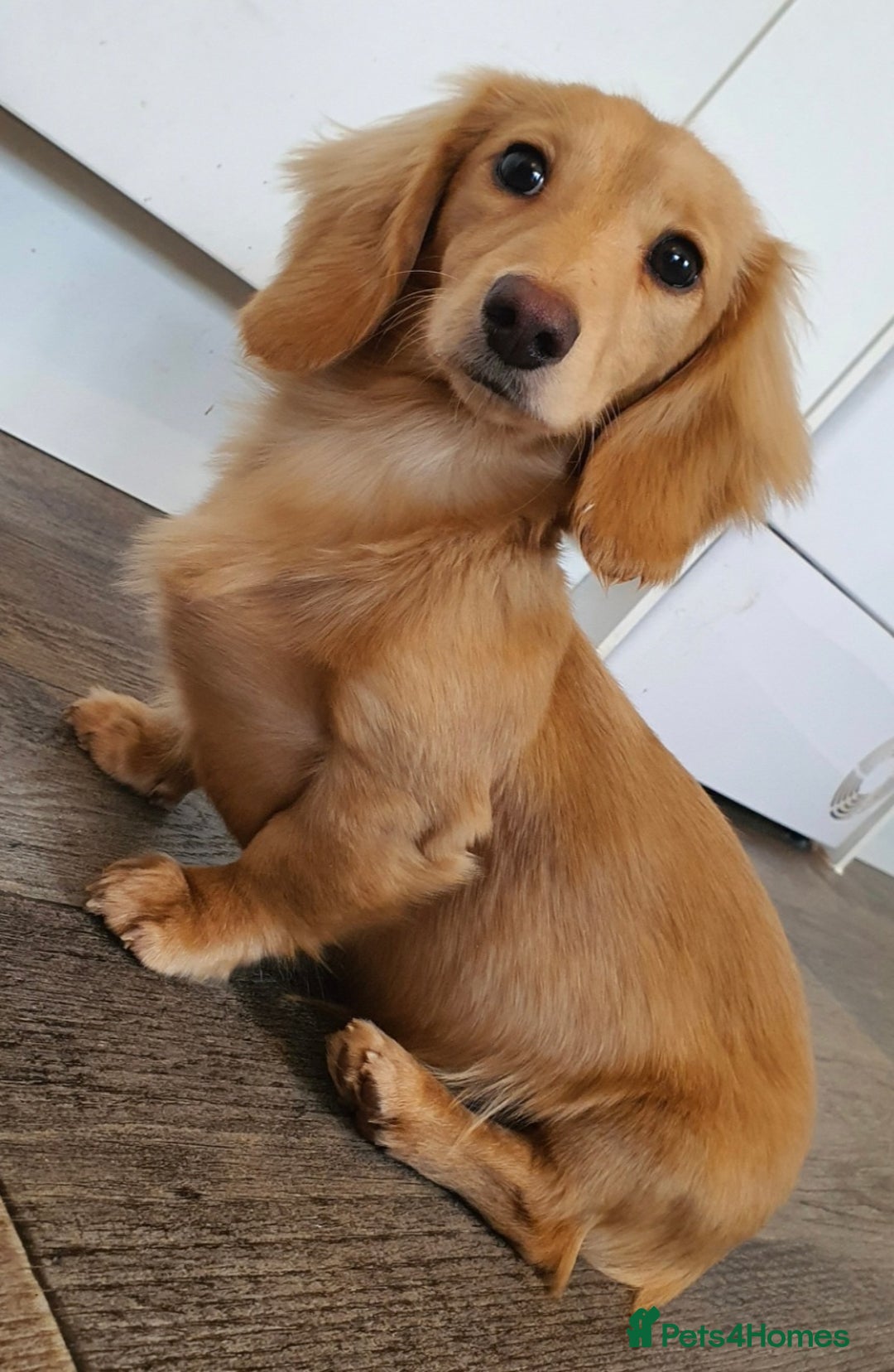 Miniature Dachshund dogs for stud: Beautiful KC Mini Long.H Full Eng. Cream Stud 🤍🐾 - Image 34