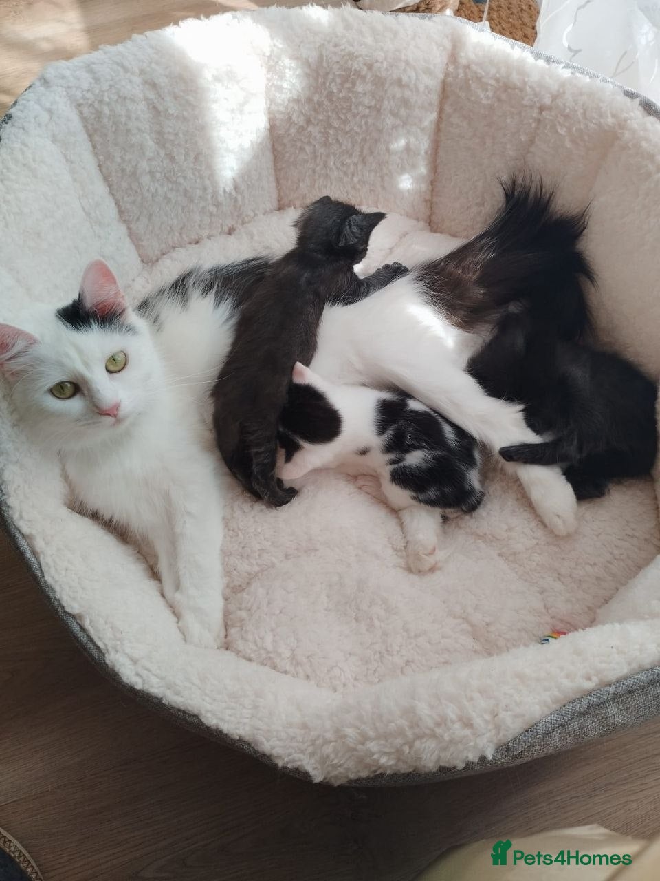 Mixed Breed cats Beautiful Moggy Kittens Ready Soon - 2 Boys 1 Girl - Advert 2