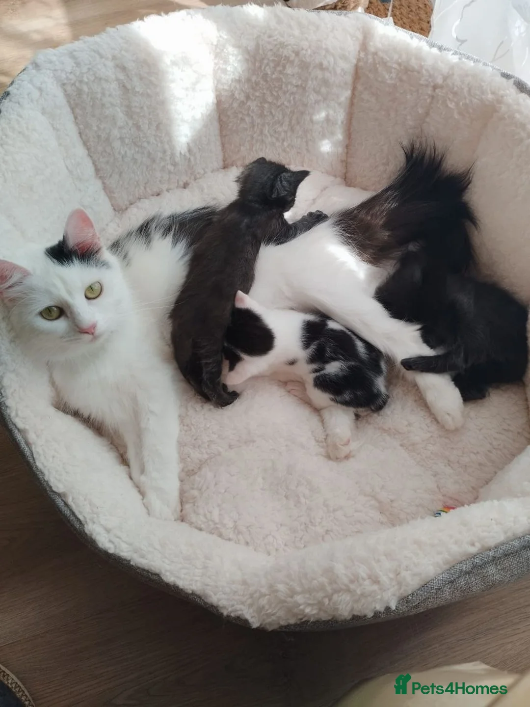 Mixed Breed cats for sale: Beautiful Moggy Kittens Ready Soon - 2 Boys 1 Girl - Advert 1