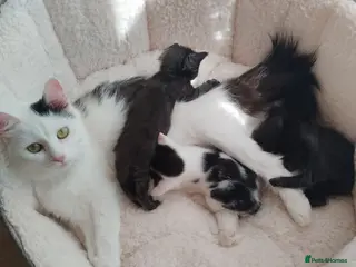 Mixed Breed cats Beautiful Moggy Kittens Ready Soon - 2 Boys 1 Girl - Advert 1