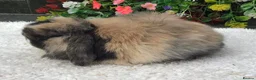 Mini Lop rabbits for sale: Mini lop doe - Advert 6