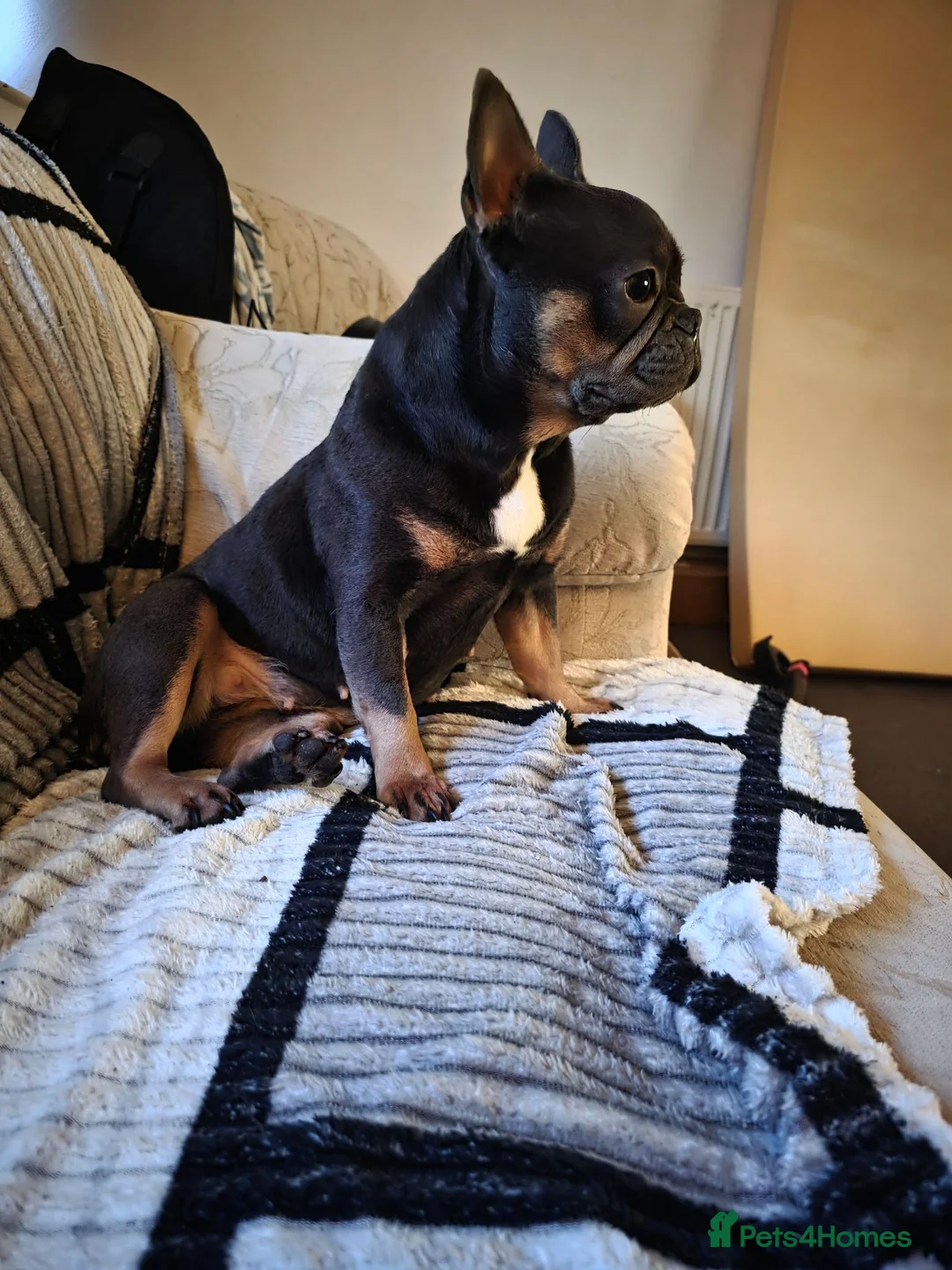 French Bulldog dogs for sale: 4 year old French bulldog  in Pwllheli - Advert 1