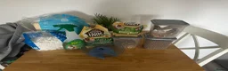 Hamster rodents for sale: Hamster and accessories plz read description  - Advert 3