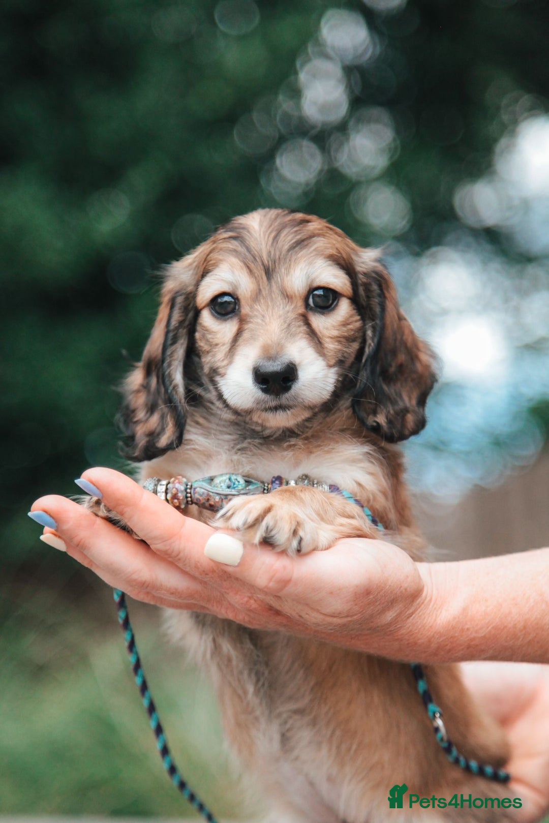 Miniature Dachshund dogs for sale: CREAM MINIATURE DACHSHUNDS CHAMPION PEDIGREE  - Image 26