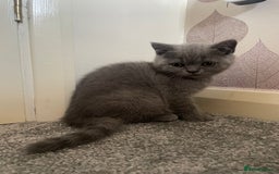 British Shorthair cats for sale: 2 adorable British shorthair kittens  - Image 3