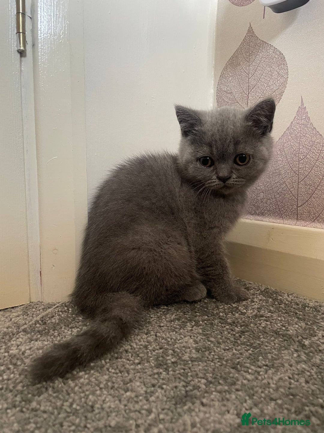 British Shorthair cats for sale: 2 adorable British shorthair kittens  - Image 3