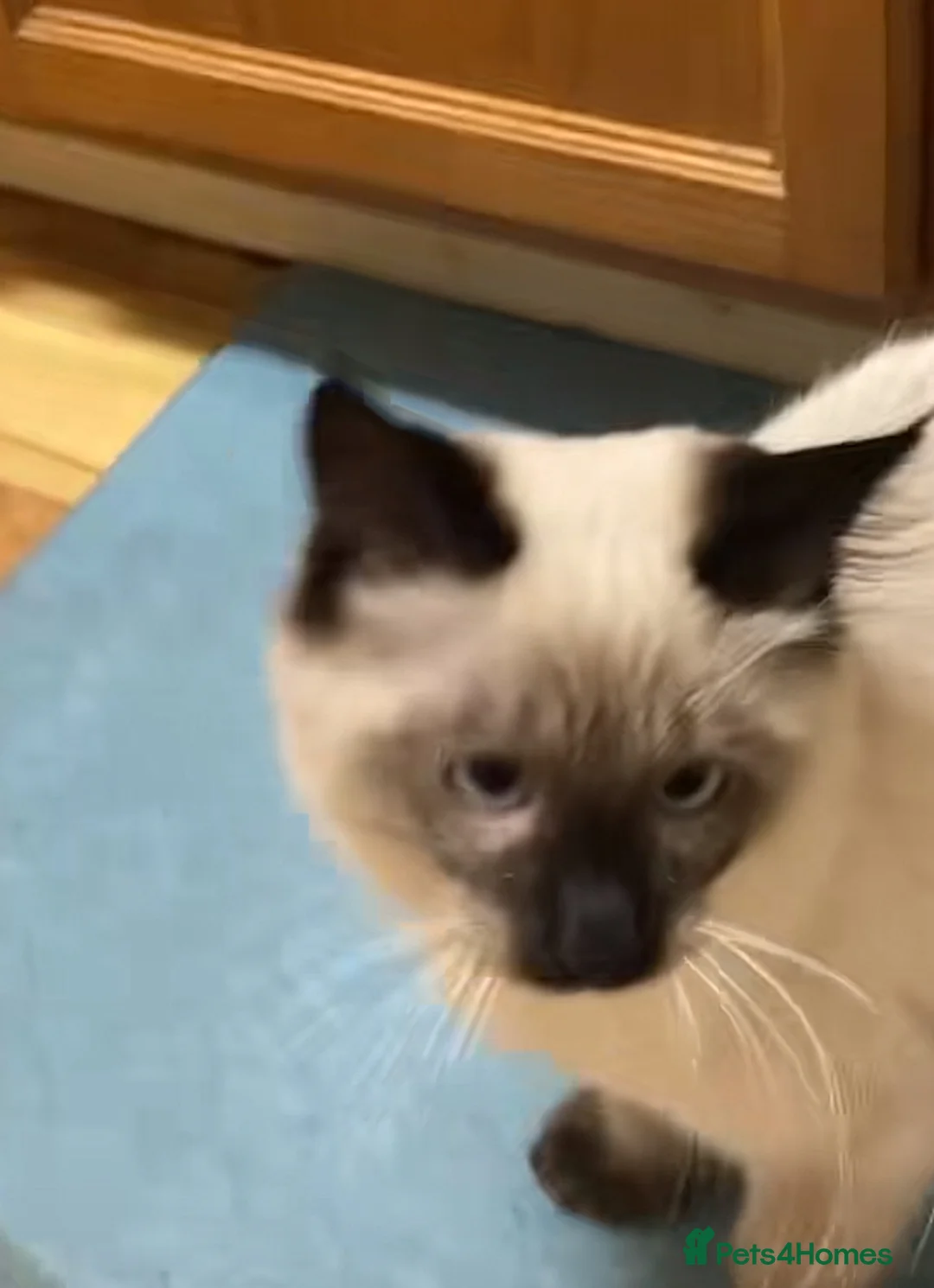 Siamese cats for sale: Adorable Flame Point Siamese Ready To Go Now🏡 - Advert 13