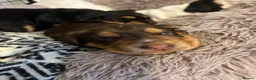 Bocker dogs for sale: 4 lovely boys available  - Advert 15