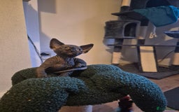 Sphynx cats for sale: Stunning bambino sphynx kittens shortleg and long - Image 9