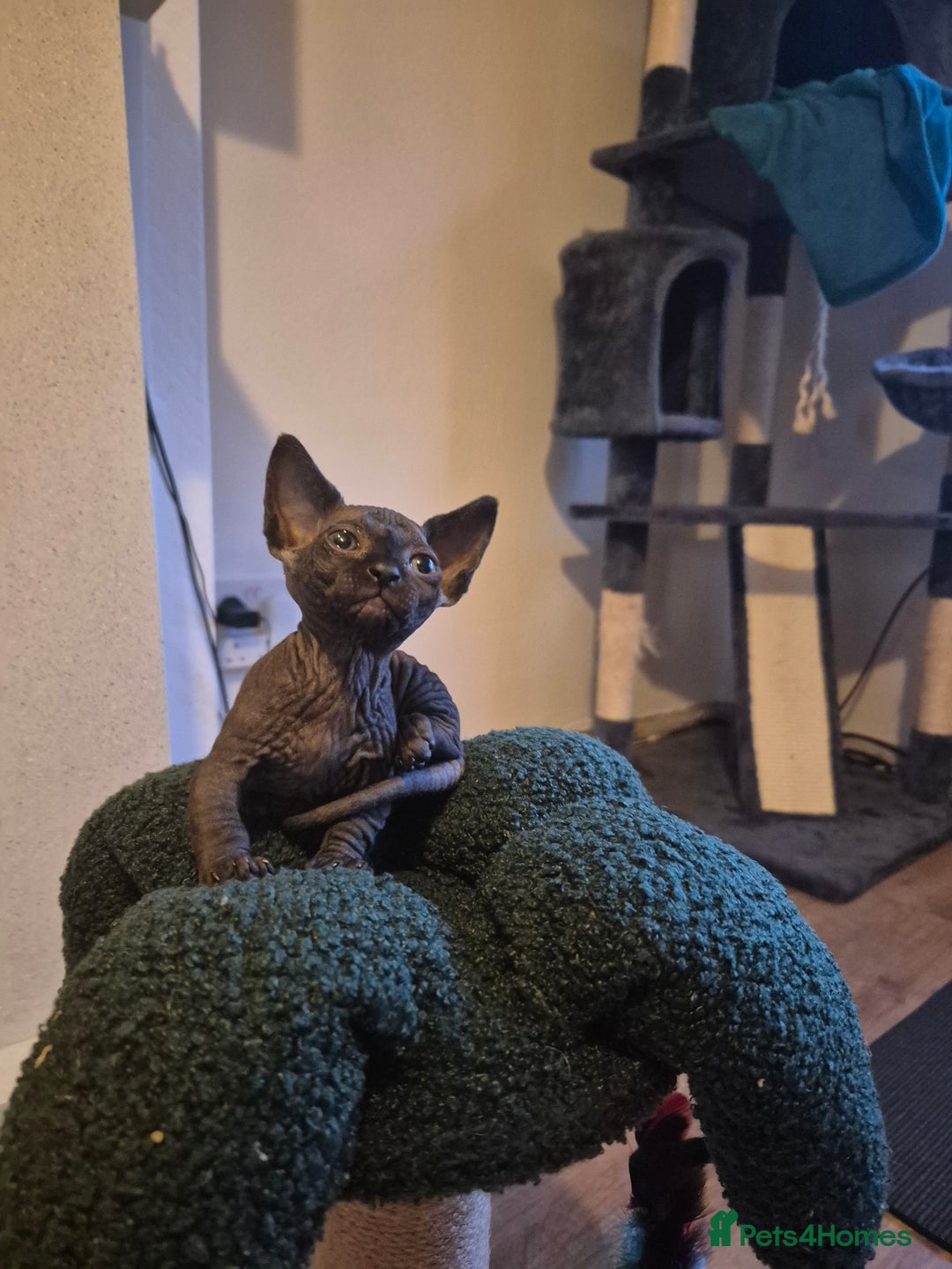 Sphynx cats for sale: Stunning bambino sphynx kittens shortleg and long - Image 9