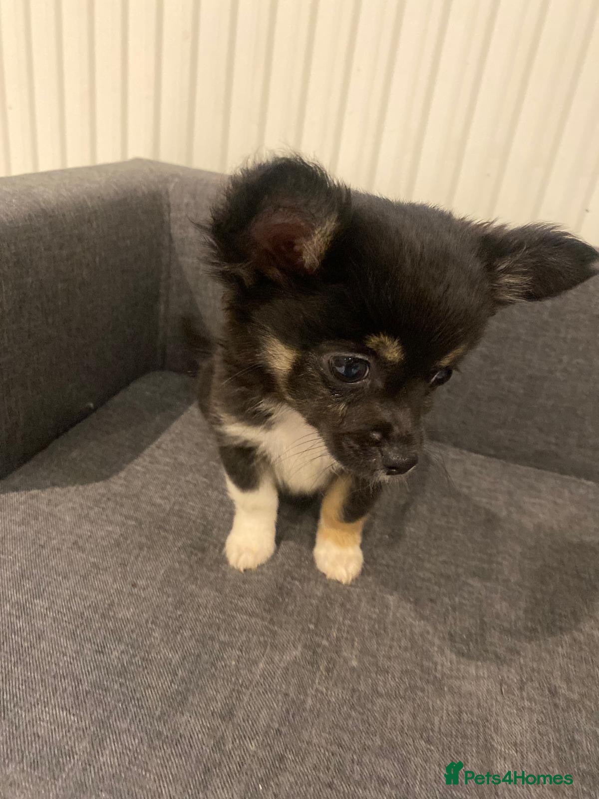 Chihuahua dogs Chihuahuas tiny - Advert 6