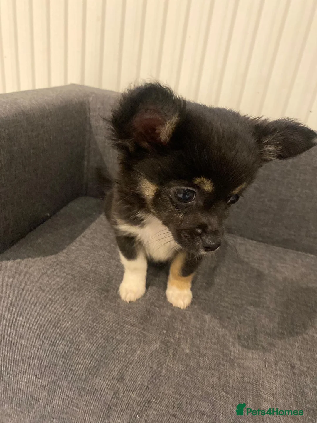 Chihuahua dogs for sale: Chihuahuas tiny - Advert 1