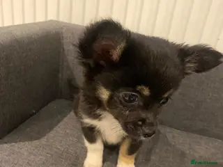 Chihuahua dogs Chihuahuas tiny - Advert 1