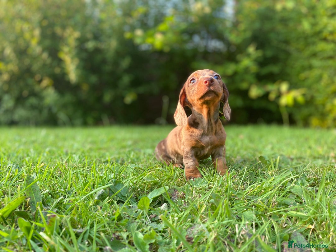 Miniature Dachshund dogs for sale: 3 x KC Chocolate Dapple girls - Image 10