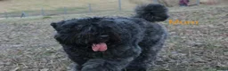 Bouvier Des Flandres dogs for sale: Bouvier des Flandres FCI/ZKwP in West Wickham - Advert 5
