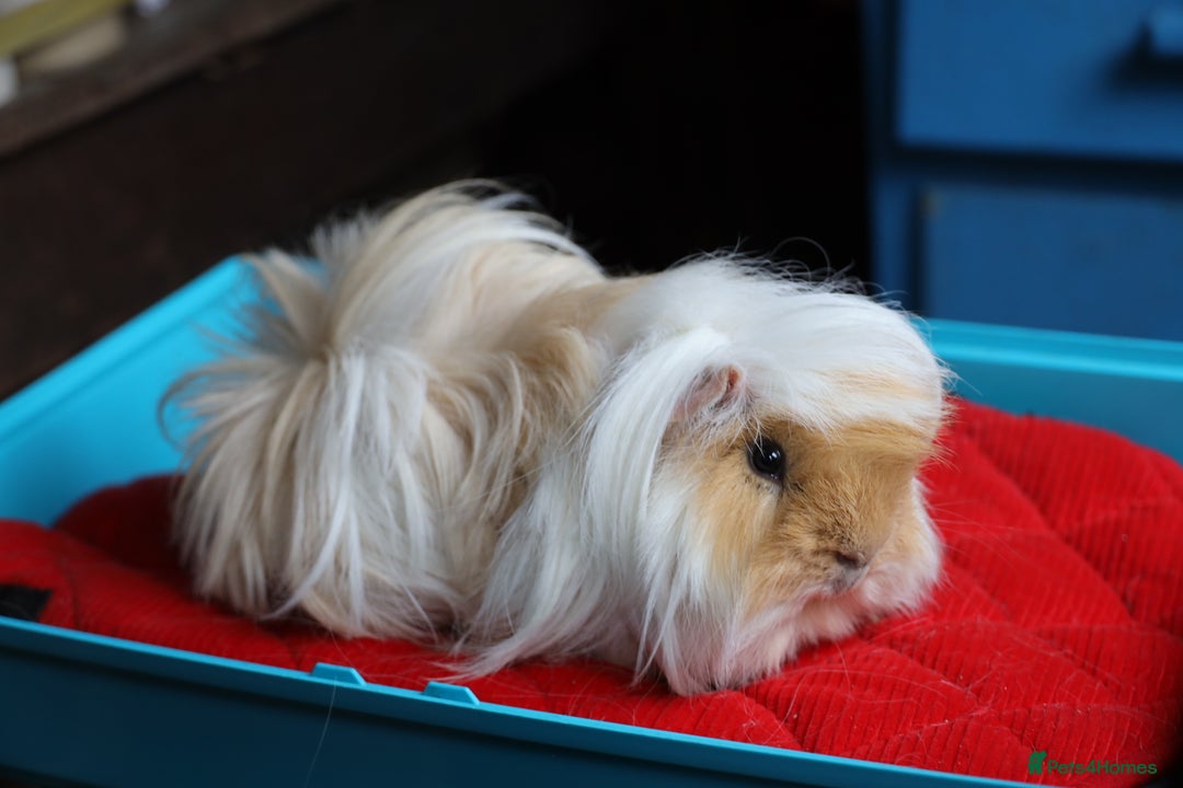 Guinea Pig rodents for sale:  Peruvian Boar for Sale 8 months old - Advert 1