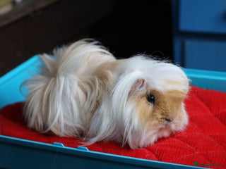 Guinea Pig rodents Peruvian Boar for Sale 8 months old - Advert 17