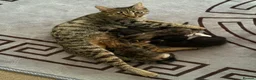 Mixed Breed cats for sale: 🐾 LAST KITTEN AVAILABLE 🐾 in Ashford - Advert 6