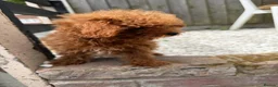 Toy Poodle dogs for sale: Small  **  Asian Poodle Boy in Grays - Advert 13