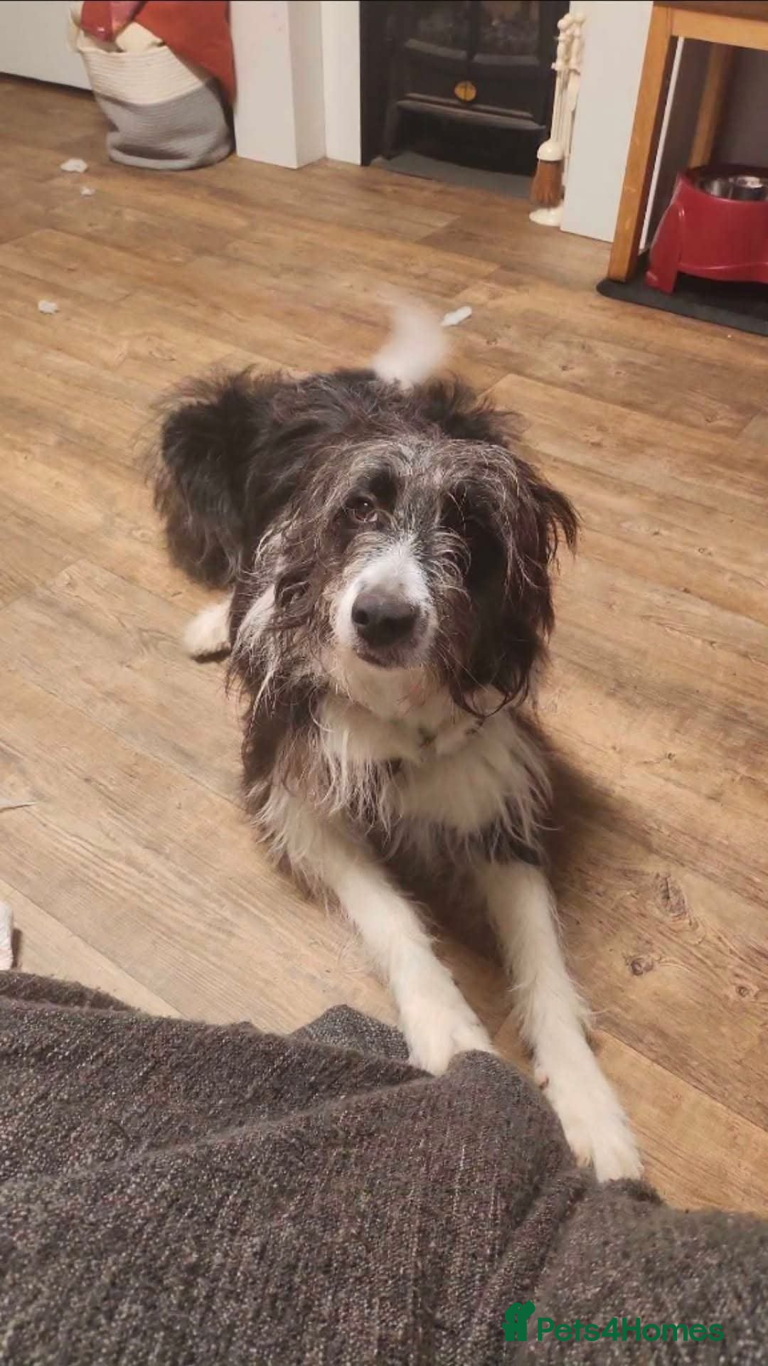 Mixed Breed dogs for adoption: Meet Lumi, currently residing in Somerset  - Advert 4