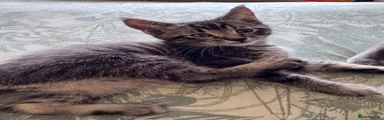 Tabby Boy