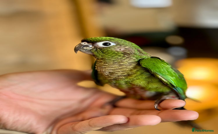 Parrots birds - Advert 2