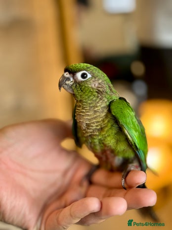 Parrots birds - Advert 14