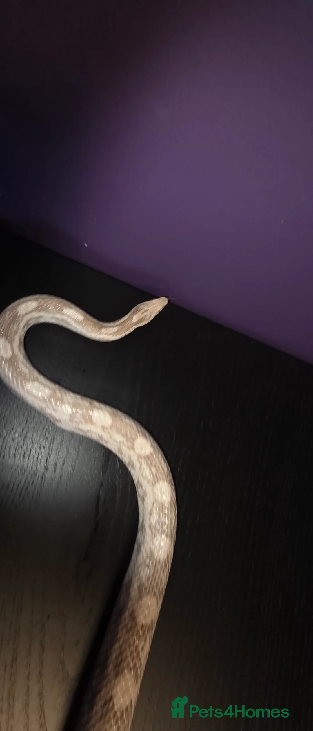 Corn Snake reptiles for sale: Cornsnakes normal lavender hypo fire tessera - Advert 7