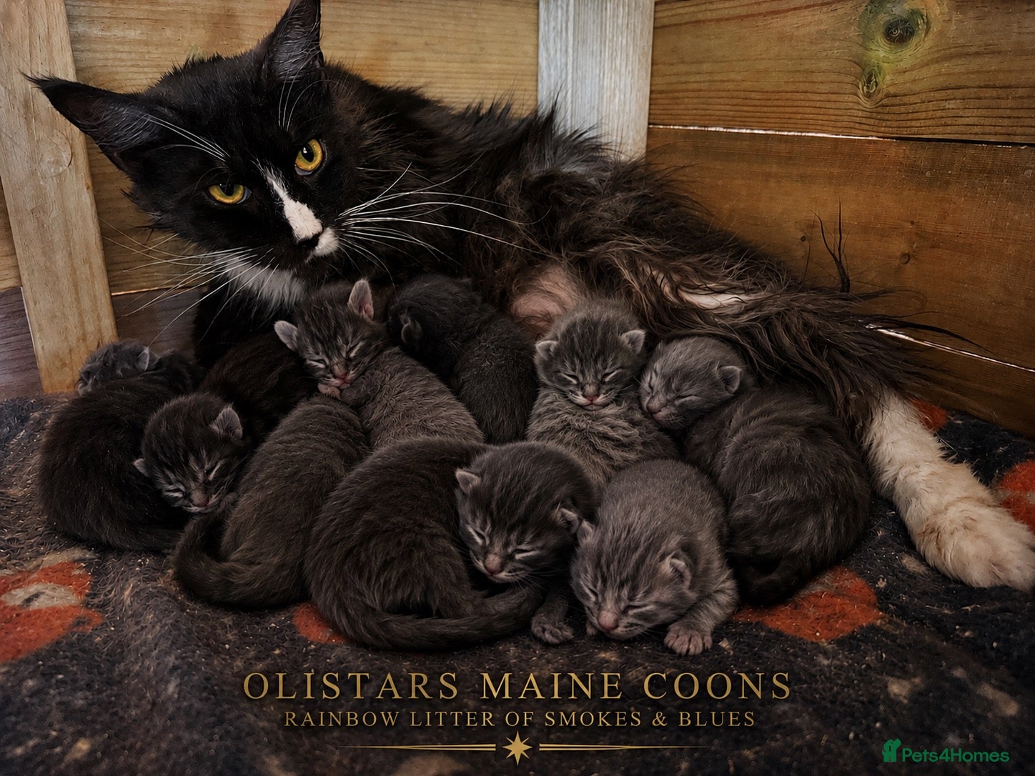 Maine Coon cats  OLISTARS KITTENS AVAILABLE TO RESERVE  - Advert 1