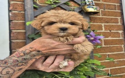 Maltipoo dogs for sale: Amazing TeddyBear Asian Korean Maltipoo puppies - Image 21