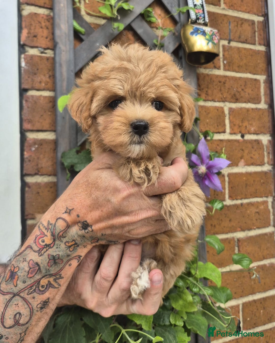 Maltipoo dogs for sale: Amazing TeddyBear Asian Korean Maltipoo puppies - Image 21