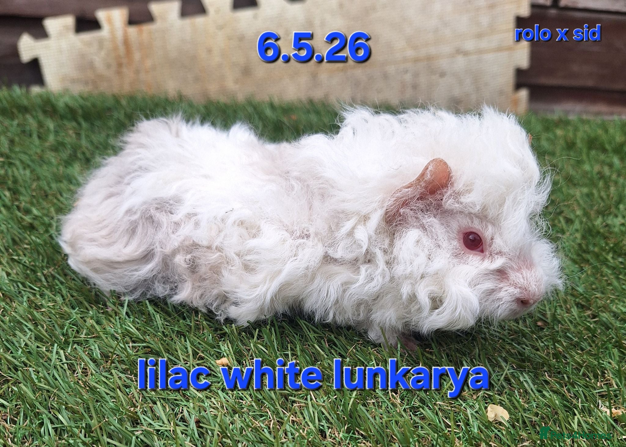 Guinea Pig rodents Fluffy baby boy male guinea pigs - Advert 16