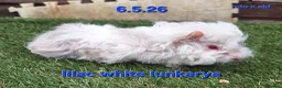 Guinea Pig rodents for sale: Fluffy baby boy male guinea pigs - Advert 2